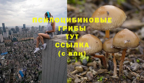сатива Каменск-Шахтинский
