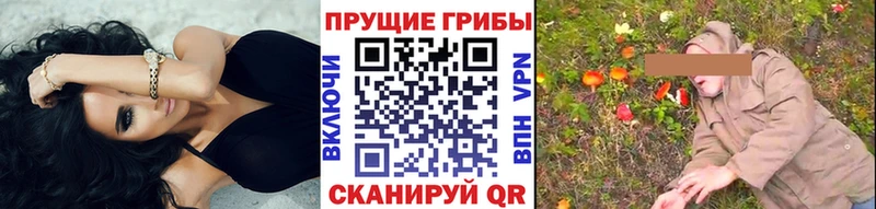 Купить где  Кукмор  Галлюциногенные грибы Psilocybe 